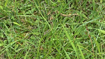 Männliche Zauneidechse (Lacerta agilis) im Kalkmagerrasen