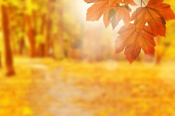 Naklejka na ściany i meble Autumn background. Yellow leaf in autumn park on a blurred background