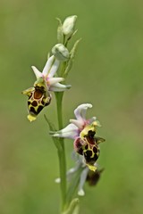 Schnepfen-Ragwurz (Ophrys scolopax)
