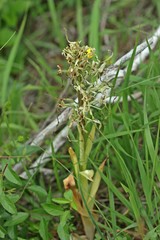 Verblühte Bocks-Riemenzunge (Himantoglossum hircinum) am Dörnberg