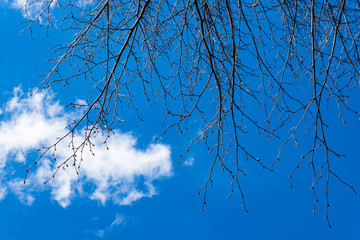 Blue sky with white clouds view with tree barks background texture pattern. Text copy space.