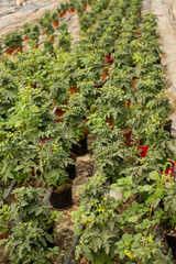 Growing tomatoes in greenhouse