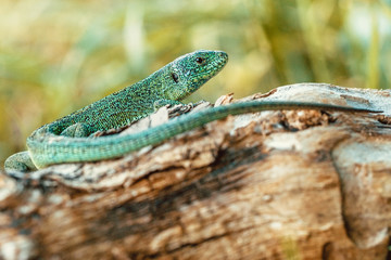 Green beautiful lizard sitting on a fallen tree. Wildlife. Animal reptile close-up outdoors.