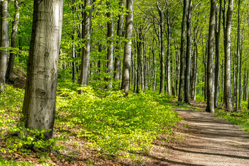 Fototapeta premium Beech wood in sunny springtime