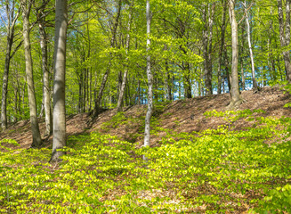 Beech wood in sunny springtime