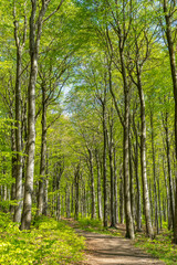 Beech wood in sunny springtime