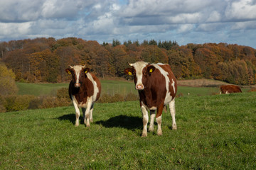 Fototapeta na wymiar Holstein Friesian Rind 