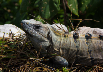 An Iguana In Tulum, Mexico