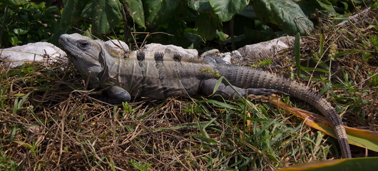 An Iguana In Tulum, Mexico