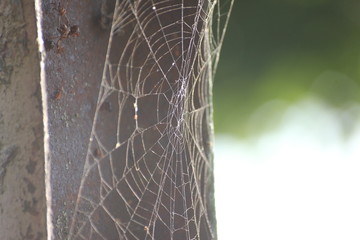 a web on a gray background, a house and a spider trap. a net of fine threads glitters in the sun, survival.