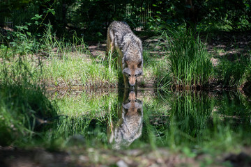 Wolf with reflection