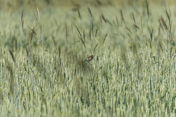 Ptaszek w zbożu 1 © sliver63