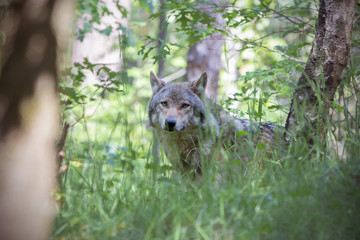 Obraz premium Wolf