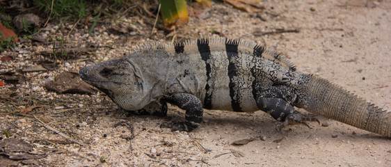 An Iguana In Tulum, Mexico