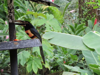 orange schwarzer Tukan