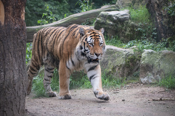 Siberian Tiger