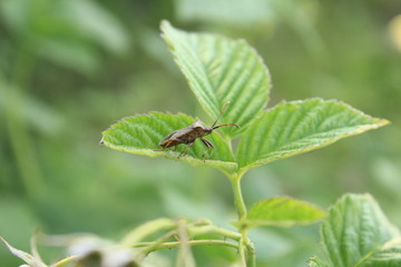 bug on leaf
