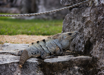 An Iguana In Tulum, Mexico