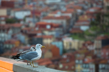 Seagulls on the parapet in the old town.