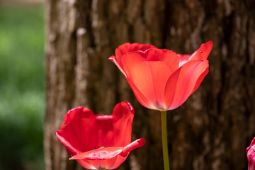 Fresh Tulip flowers