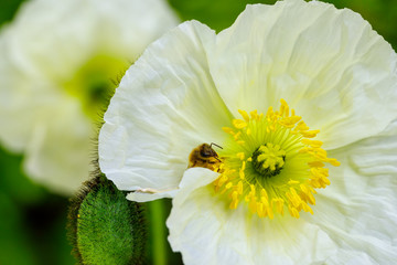 Iceland Poppy with bee gathering pollen