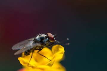 Fotografía macro: mosca posada en una flor