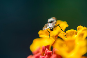 Fotografía macro: mosca posada en una flor
