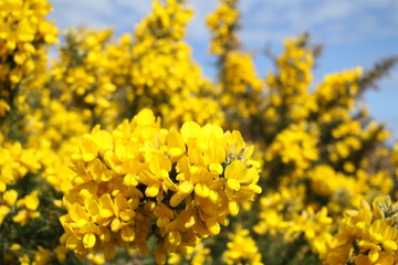 Yellow blooming Broom on the beach near Brodick, Isle of Arran, Sotland, United Kingdom