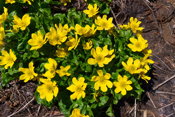 Backround image of bright yellow flower with green leaves.
