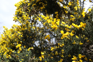 Yellow blooming Broom on the beach near Brodick, Isle of Arran, Sotland, United Kingdom