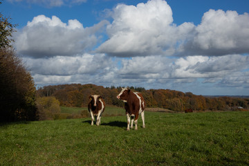 Fototapeta na wymiar Holstein Friesian Cattle