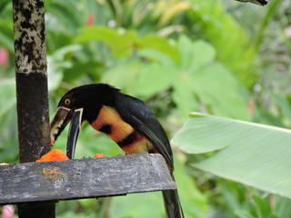 orange schwarzer Tukan