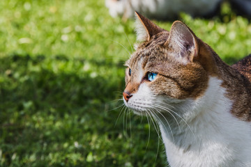 Naklejka na ściany i meble A muzzle of a beautiful adult young tabby cat with blue eyes and brown velvet wet nose on a green grass background in a garden in summer