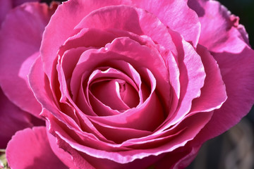 Rose Blüte rosa frisch zart Blätter Fächer zauberhaft Wunder
