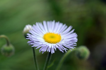 Obraz premium Nahaufnahme eines Gänseblümchens