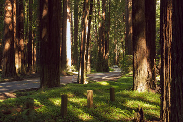 Highway 128 through a redwood grove in Northern California