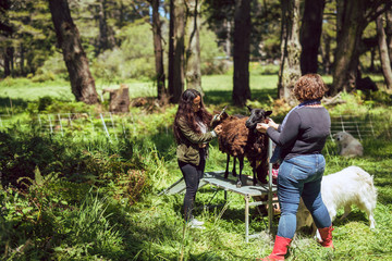 Naklejka na ściany i meble Female farmers use clippers to shear sheep wool in spring