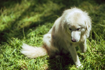 Close up of a Great Pyrenees dog