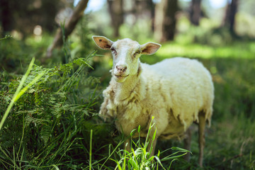 White sheep in a California forest