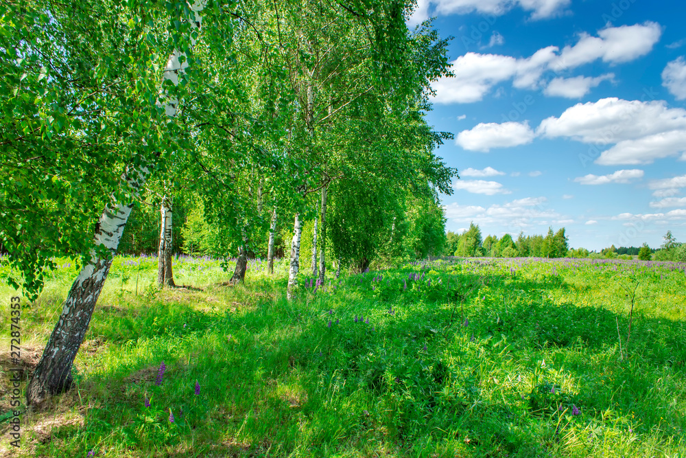 Wall mural beautiful birch grove in summer sunny day. village landscape.