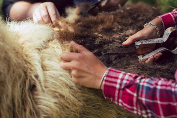 Female farmers use clippers to shear sheep wool in spring