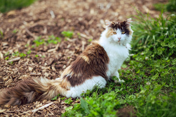 Fluffy calico cat outside on a farm - 272874546