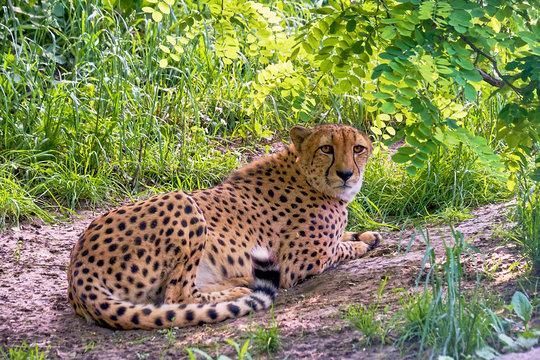 Cheetah lying in the shade of a tree after a meal. Has lies, rests and looks right in the camera. He poses for this photo.