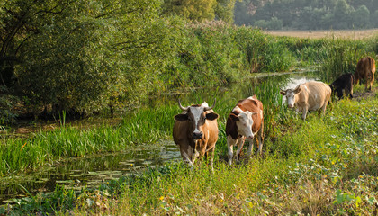Herd of cows grazing in a meadow next to a small river, trees and meadows in the background, panoramic image