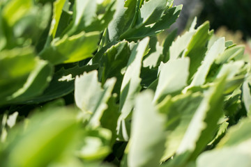 Green leaves macro photo. Natural close up photo.