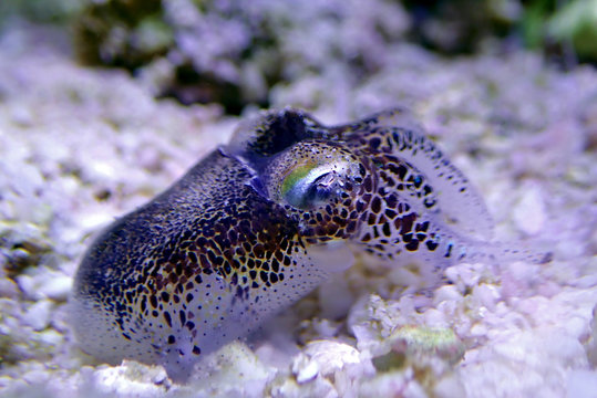 European common cuttlefish - (Sepia officinalis)