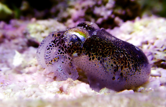 European common cuttlefish - (Sepia officinalis)