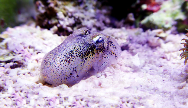 European common cuttlefish - (Sepia officinalis)