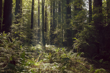 Fog and light rays in the redwood forests of Northern California