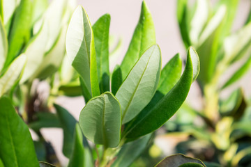 Green leaves macro photo. Natural close up photo.